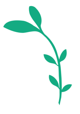 branch with leaves drawing